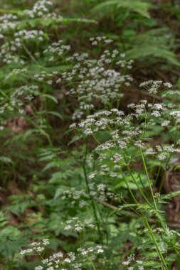 Japon Hedge Maydanozu (Torilis japonica)