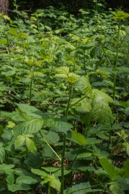 Genç böğürtlen çalıları güneşte