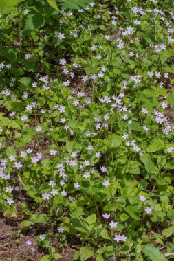 Herb Robert (Geranium Robertainum)