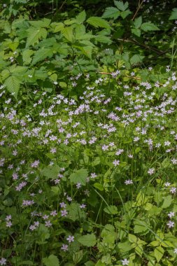 Herb Robert (Geranium Robertainum)