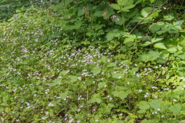 Herb Robert (Geranium Robertainum)