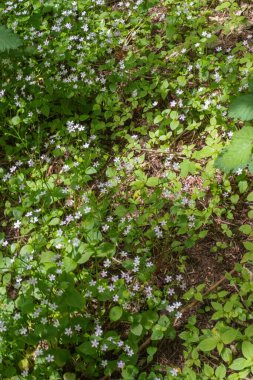 Herb Robert (Geranium Robertainum)