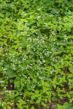 Herb Robert (Geranium Robertainum)
