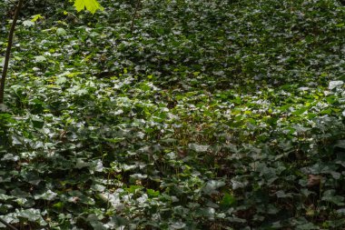 Ivy (Hedera helix İngilizce)