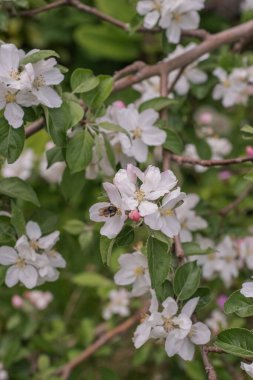 çiçekli elma ağacı