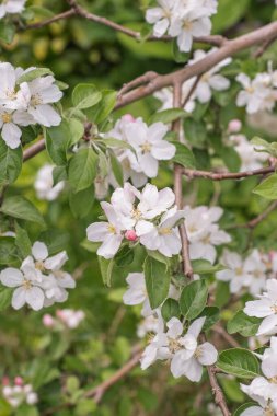 çiçekli elma ağacı