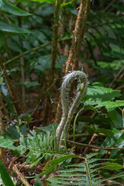 Fern kılıç keman başı (polistichum munitum)