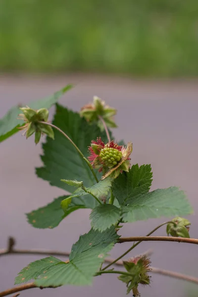 Olgunlaşmamış somon böğürtlenlerine yakın çekim