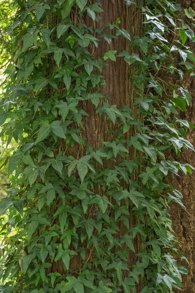 Ivy (Hedera helix İngilizce)
