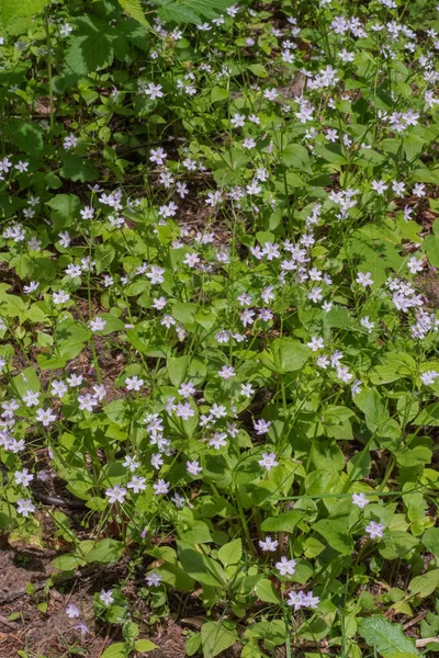 Herb Robert (Geranium Robertainum)