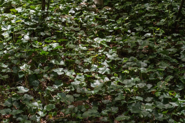 Ivy (Hedera helix İngilizce)