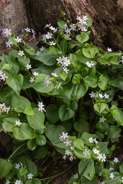 Herb Robert (Geranium Robertainum)
