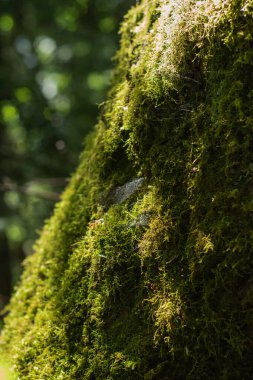 Yosun ağacında örümcek ağı