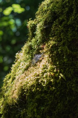 Yosun ağacında örümcek ağı