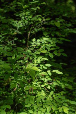 güneş ışığı kırmızı yaban mersini bitkisi
