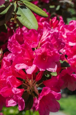 Işıl ışıl rhododendron çiçekleri