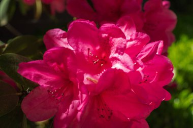 Işıl ışıl rhododendron çiçekleri