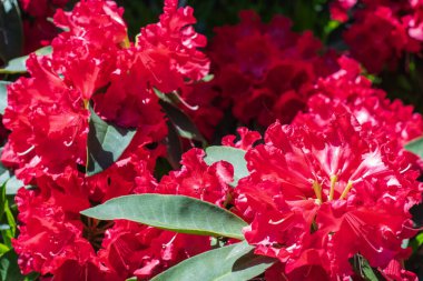 güneş ışığı kırmızı rhododendron çiçekleri