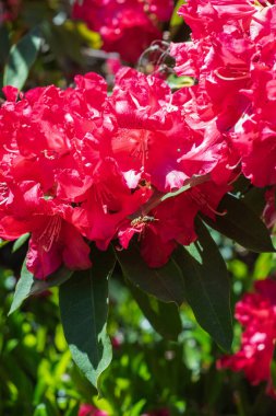 güneş ışığı kırmızı rhododendron çiçekleri