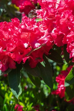 güneş ışığı kırmızı rhododendron çiçekleri