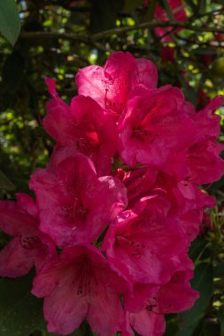 parlak pembe ormangülü çiçek