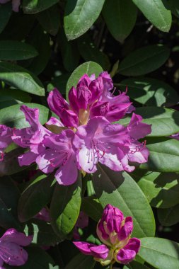 güneşli pembe rhododendron çiçekleri