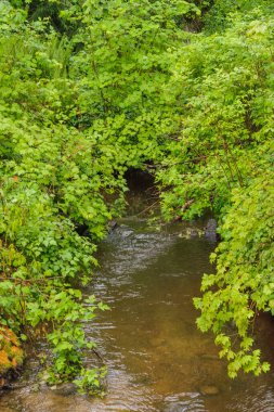 Dereye uzanan bitkiler