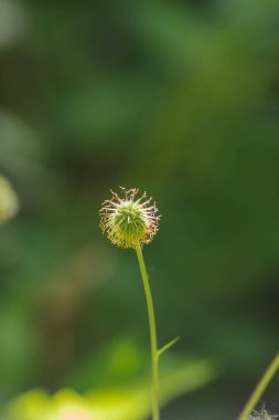 largeleaf avens (Geum makrophyllum)