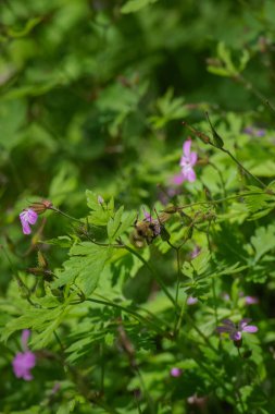 Herb Robert 'ın yaban arısı