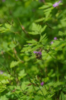 Herb Robert 'ın yaban arısı