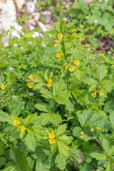 Sarı çiçekli largeleaf bahçeleri (Geum makrophyllum)
