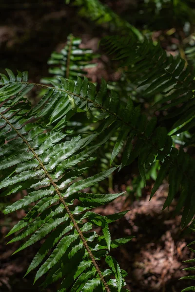 Fern Kılıcı (polistichum munitum)