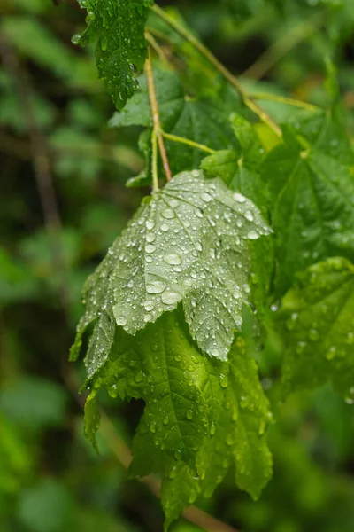 yapraklar üzerinde Su damlacıkları
