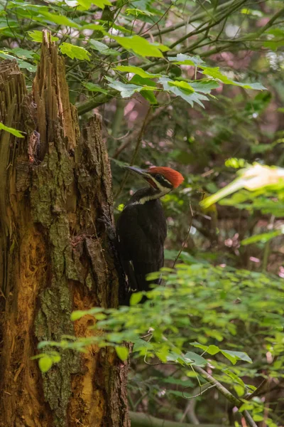 Ağaç kütüğü üzerinde çalışan dağılmış ağaçkakan.