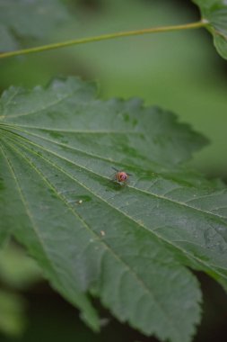Kas sineği veya turuncu kas sineği (Phaonia pallida)