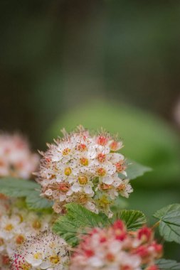 (Physocarpus Capitatus (Physocarpus Capatus))