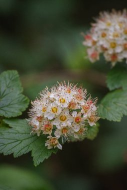 (Physocarpus Capitatus (Physocarpus Capatus))
