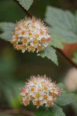 (Physocarpus Capitatus (Physocarpus Capatus))