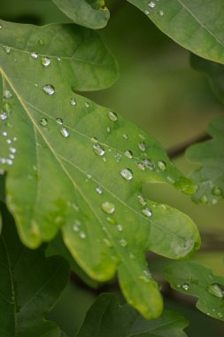 Meşe yapraklarının üzerindeki su damlacıklarına yakın çekim