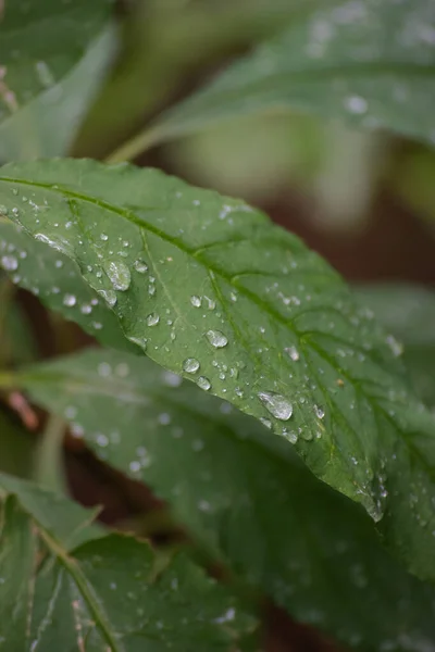 Yaprağın üzerindeki yağmur damlaları