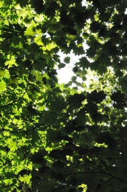 Orman tepe örtüsünde güneş ışığı