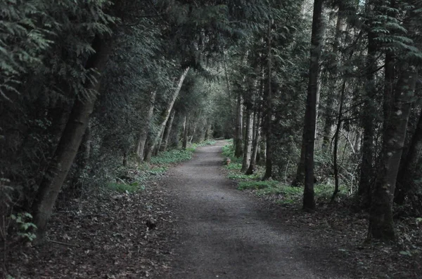 Ormanda çakıl patikası