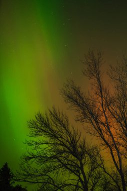 Vertical Northern Lights with Green Aurora and Bare Winter Trees Under Night Sky