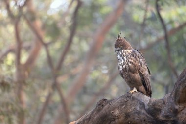 Tepeli şahin-kartal (Nisaetus sirhatus), başlıca olarak kuşlar, küçük memeliler, sürüngenler ve bazen de yavru geyikler gibi daha büyük avlarla beslenen heybetli bir yırtıcıdır..