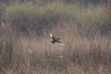 Chuka Kaplan Koruma Alanında Ördek Uçuyor