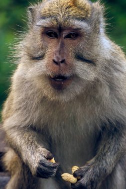 Uzun kuyruklu bir Macaque 'ın (cynomolgus macaque) fındık yemesi, Bali, Endonezya