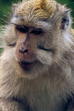 Uzun kuyruklu bir Macaque 'ın (cynomolgus macaque) fındık yemesi, Bali, Endonezya