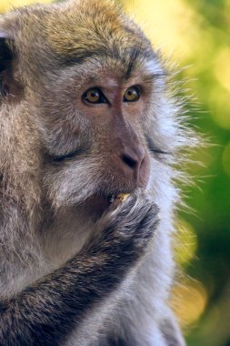 Uzun kuyruklu bir Macaque 'ın (cynomolgus macaque) fındık yemesi, Bali, Endonezya