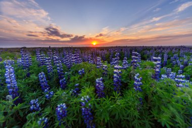 Kuzey İzlanda, Raufarhofn 'daki Lupines tarlasında gün batımı muhteşem.