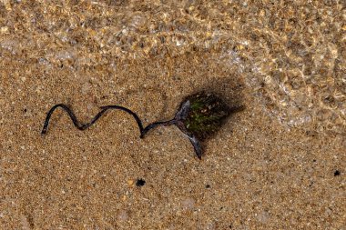 Endonezya, Bali sahilindeki bir bitkinin yakın plan çekimi